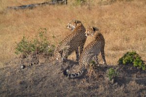 Kenia - cheeta's - Kazuri Safaris