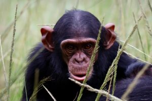 Chimpansee Chimfunsi