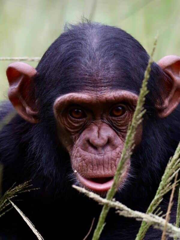Chimpansee Chimfunsi