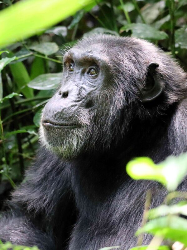 Chimpansee in Kibale Forest
