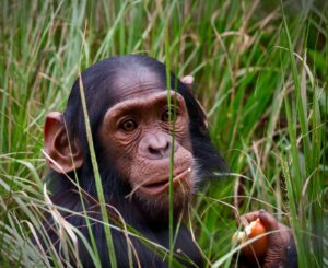 Chimpansee Chimfunsi