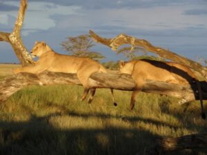 Boomklimmende leeuw in Oeganda