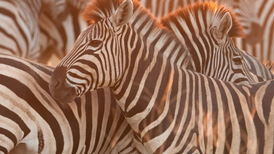 Zebra's - Kazuri Safaris