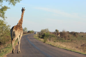 Giraffe op de weg in Kruger Park