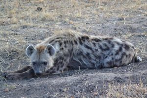 hyena - Kenia - Kazuri Safaris