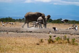 Kenia - Olifanten