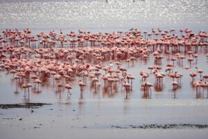 Kenia - Flamingo's
