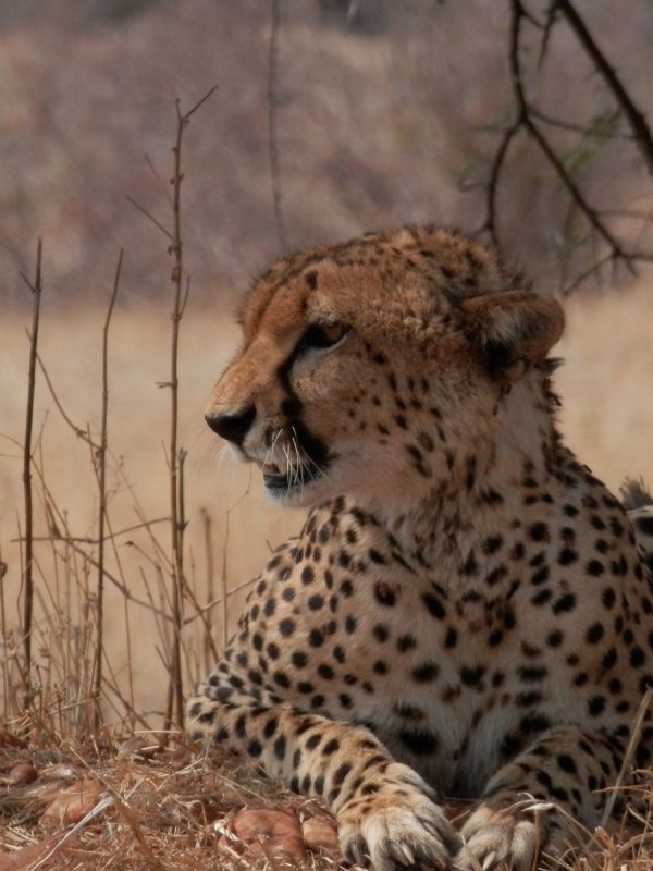 Cheeta - Zuid-Tanzania