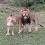 Kenia-Kazuri-Safaris