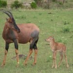Kenia-Kazuri Safaris-Topi
