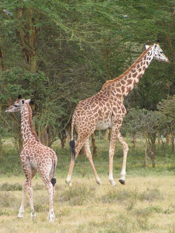 Kazuri Safaris - Kenia