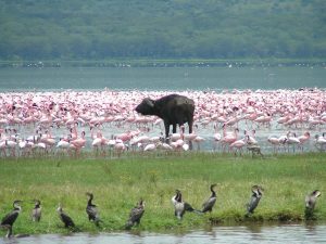 Kenia - Lake Nakuru 