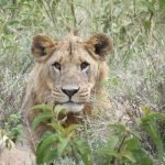 Leeuw Masai Mara - Kazuri Safaris