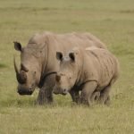 Kenia safari reis - 9 dagen