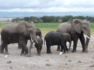 Kenia - Olifanten Amboseli NP