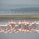 Flamingo's Lake Nakuru NP