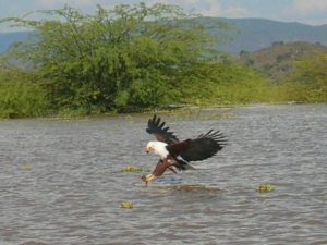 Kenia - Visarend bij lake Naivasha