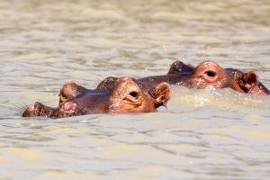 Lake Naivasha - nijlpaarden