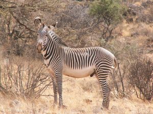 Samburu - Kenia - Kazuri Safaris
