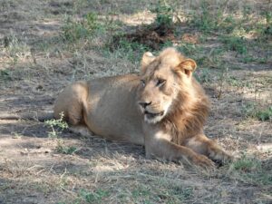 Leeuw in Lower Zambezi NP