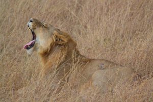 leeuw Kenia - Kazuri Safaris