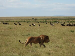 Leeuw met wildebeesten - Kenia