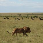 Luxe Kenia reis - 14 dagen
