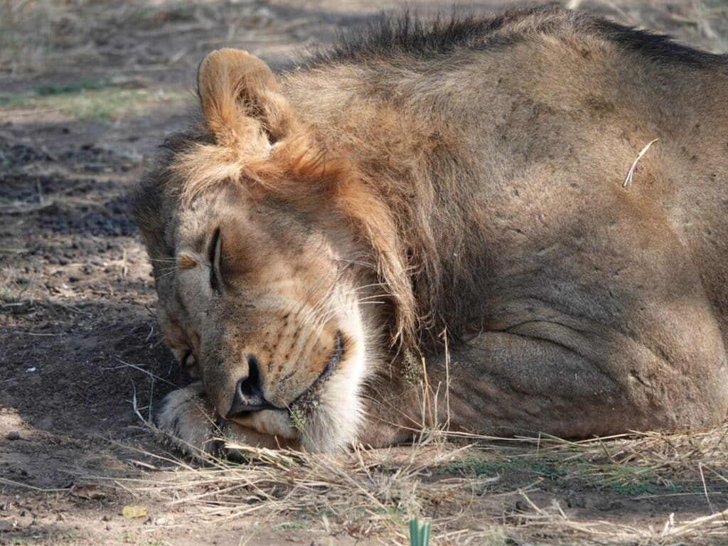 Leeuw in Lower Zambezi NP