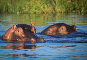 Hippo's in Liwonde NP