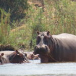 Kazuri Safaris - Zambia
