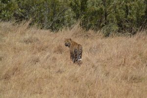 luipaard Kenia Kazuri Safaris