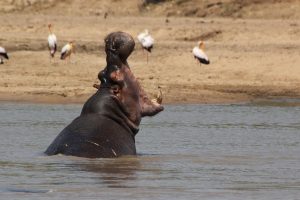 Malawi-Kazuri Safaris