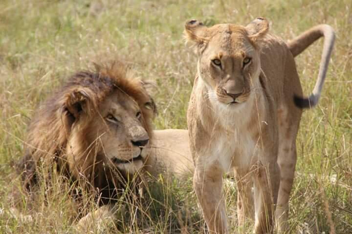 Leeuwen in Kenia