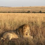 Leeuw in de Masai Mara