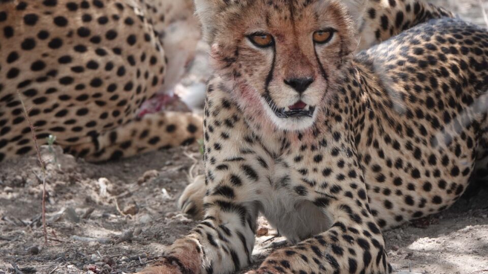 Cheeta in Namibië