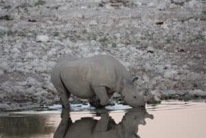 Neushoorn in Etosha