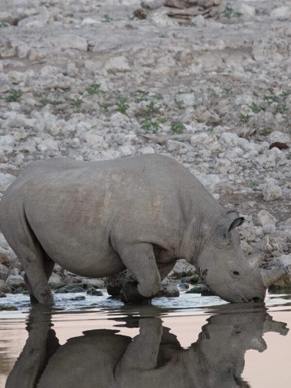 Neushoorn in Etosha