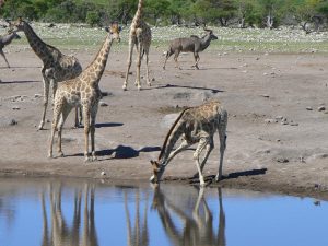 Namibie-Kazuri Safaris (101)