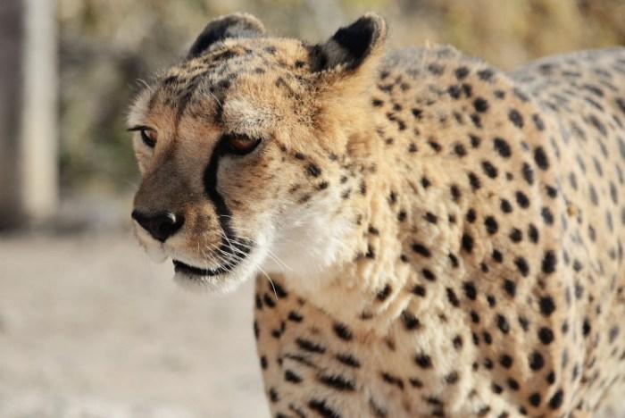 Cheeta - Namibië