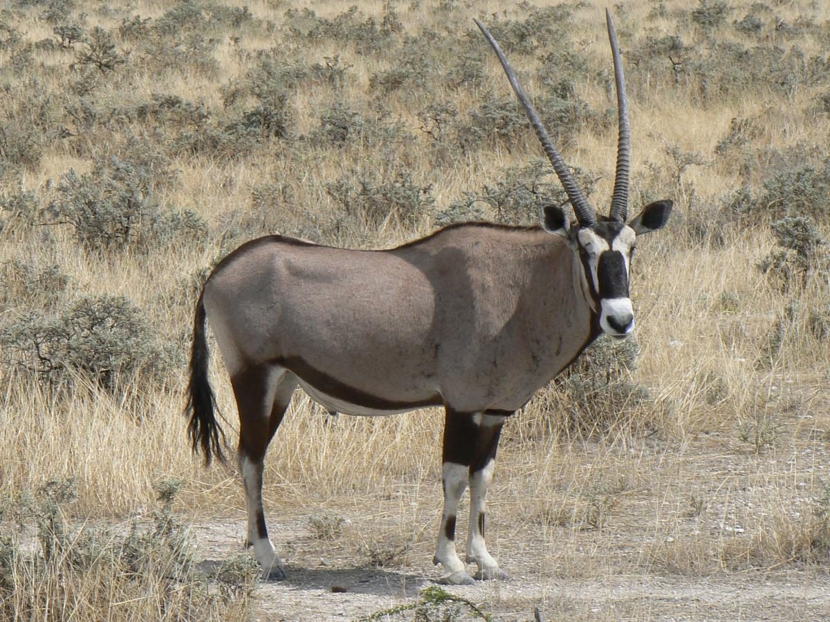 Kazuri Safaris