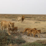 Leeuwen in de Ngorongo Crater