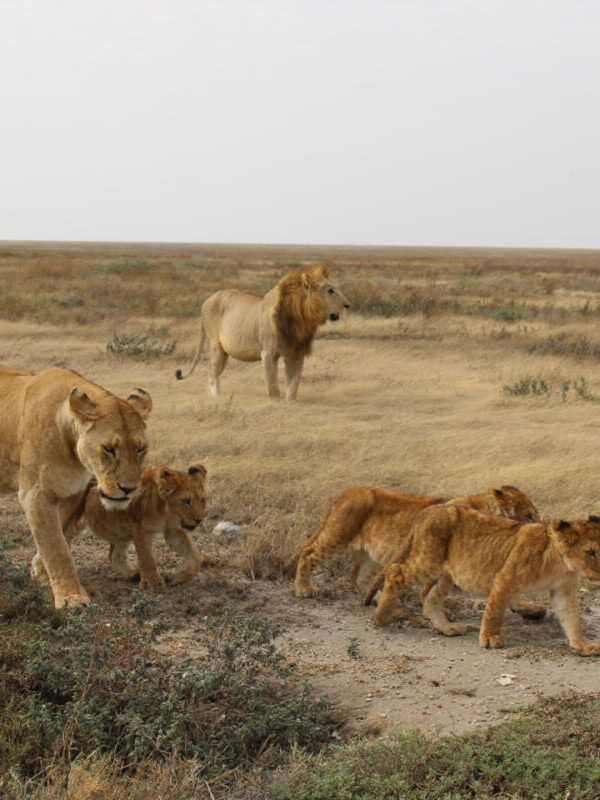 Leeuwen in de Ngorongo Crater