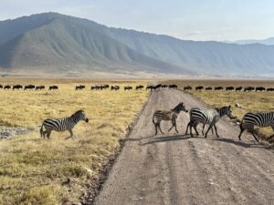Ngorongoro zebras en gnoes