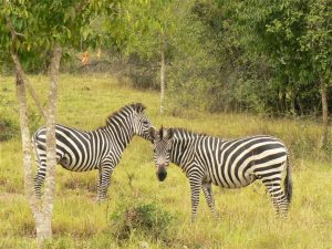 Zebra's in Lake Mburo Nationaal Park