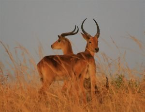 Oeganda - Kazuri Safaris