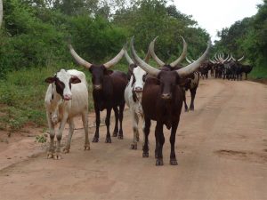 Koeien met hoorns in Oeganda