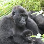 Oeganda-Kazuri Safaris - gorilla