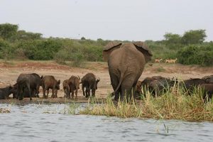 Oeganda-Kazuri-Safaris-Queen Elizabeth NP