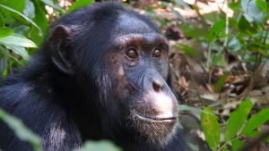 Oeganda-Kibale Forest-Chimpansee