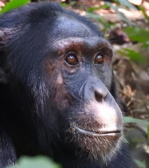 Oeganda-Kazuri Safaris-Chimpansee